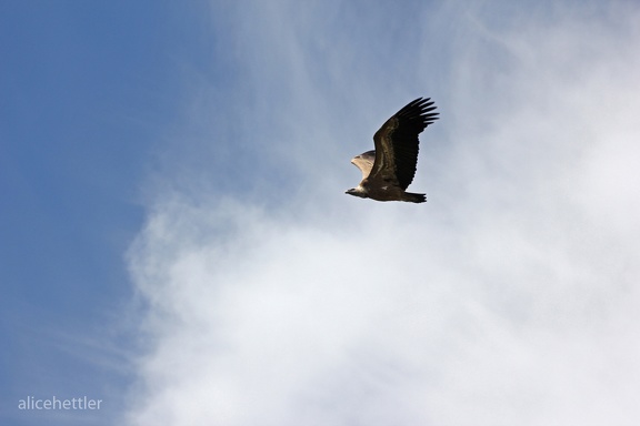 Gänsegeier (Gyps fulvus)